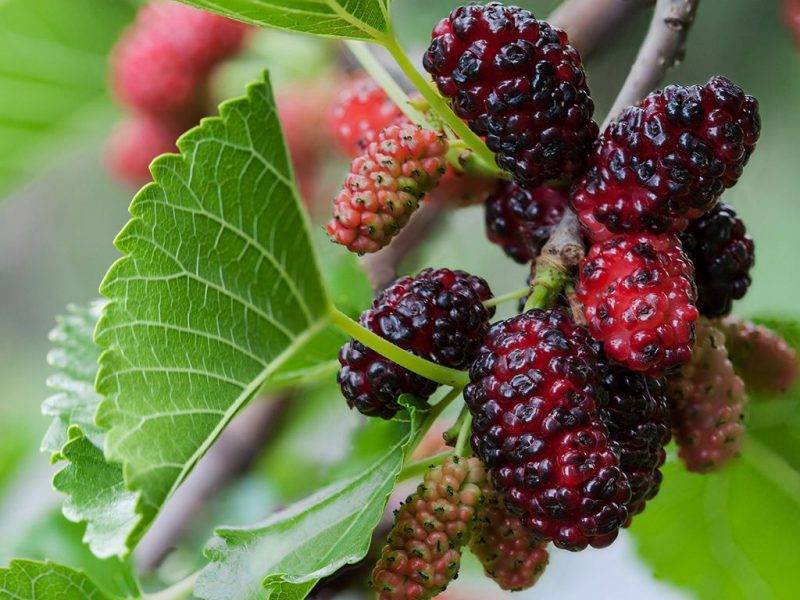 Шелковица купить саженцы из питомнике в Москве