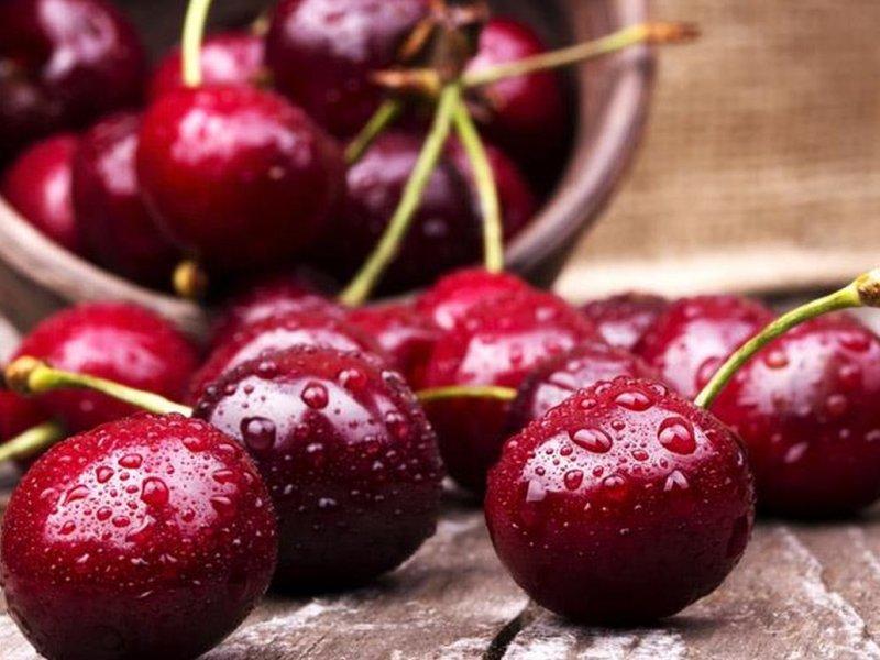 Вишня купить саженцы из питомника в Москве