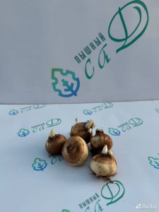 Крокус «Картрайта» (5 штук)