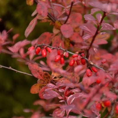 Барбарис "ВЕНИС"