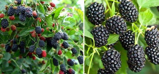 Ежевика "НАВАХО"
