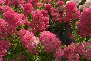 Гортензия метельчатая "МЭДЖИКАЛ ВЕЗУВИЙ" (Magical Vesuvio)